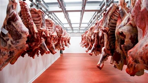 التموين: طرح اللحوم الطازجة والمجمدة والدواجن بأسعار تنافسية وتجهيز 20 شادراً لبيع الخراف الحية