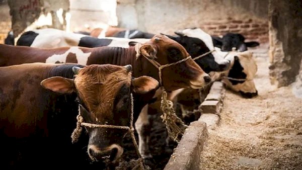 "الزراعة" تُعلن الجاهزية القصوى لعيد الأضحى: الإشراف على الذبح المجاني بـ 497 مجزر