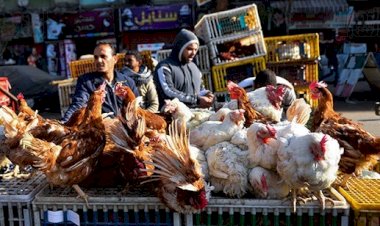 سعر الدواجن اليوم الثلاثاء في الأسواق