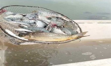جهاز حماية وتنمية البحيرات يطلق 5.5 مليون زريعة سمكية لتعزيز الثروة السمكية ودعم الأمن الغذائي