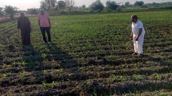 إجراءات استباقية.. "الزراعة" تطلق حملة مكثفة لرصد أي بؤر لدودة الحشد في زراعات الذرة بالمحافظات