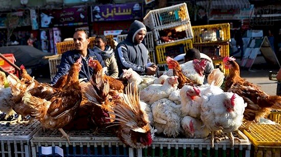 سعر الدواجن اليوم الإثنين في الأسواق