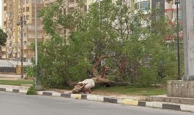 مصرع عامل إثر سقوط شجرة عليه أثناء سيره بصحبة زوجته فى الدقى