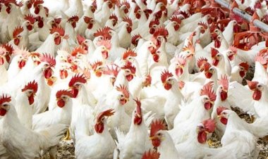 سعر الدواجن اليوم الأحد في الأسواق