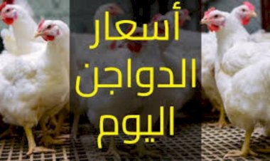 سعر الدواجن اليوم الإثنين في الأسواق