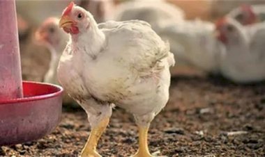 سعر الدواجن اليوم الإثنين في الأسواق