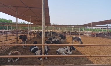 الزراعة: رعاية تناسلية لـ38 ألف رأس ماشية وتلقيح اصطناعي لأكثر من 41 ألفًا خلال يوليو