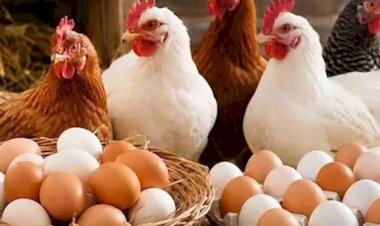 سعر الدواجن اليوم الجمعة في الأسواق