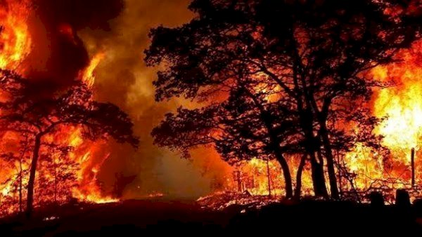 النيران تلتهم 200 ألف فدان | حرائق أمريكا تخرج عن السيطرة
