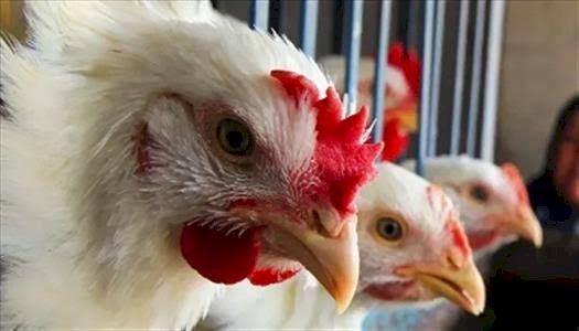 سعر الدواجن اليوم السبت في الأسواق