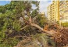 حقيقة التصريحات المنسوبة لوزيرة التنمية المحلية والبيئة بشأن قطع الأشجار غير صحيحة ومضللة