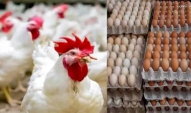 سعر الدواجن اليوم الثلاثاء في الأسواق