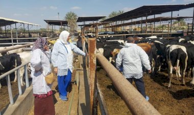 «الزراعة»: تحصين أكثر من مليوني رأس ماشية ضمن الحملة القومية ضد الحمى القلاعية وحمى الوادي المتصدع