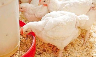 سعر الدواجن اليوم الأحد في الأسواق