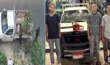 ضبط المتهمين بتقطيع أشجار الشوارع ونقلها بسيارة في الإسكندرية