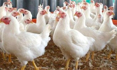 سعر الدواجن اليوم الأربعاء 23 سبتمبر في الأسواق