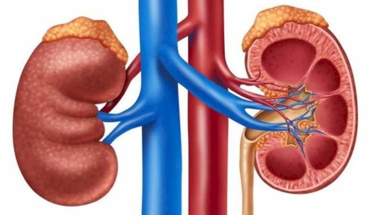 علامات تكشف ضعف كفاءة الكلى.. متى تحتاج إلى الفحص؟