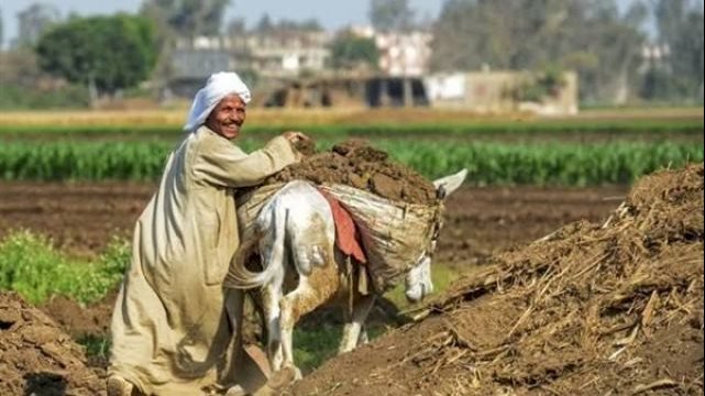 برلماني: الفلاح خط الدفاع الأول عن الأمن الغذائي .. ودعمه ضرورة لحماية المواطن والاقتصاد