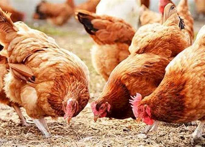 سعر الدواجن اليوم الإثنين 14  سبتمبر في الأسواق