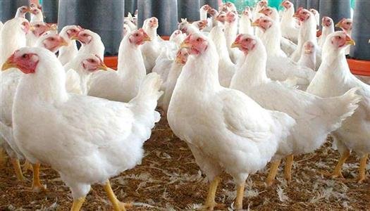 سعر الدواجن اليوم الأربعاء 23 سبتمبر في الأسواق