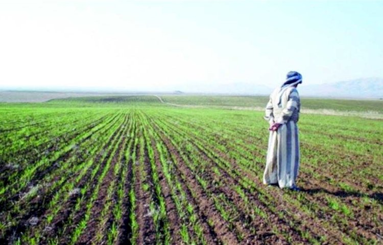 "الزراعة" تستعرض جهودها في دعم المزارعين وتحقيق الأمن الغذائي خلال الاسبوع الثالث من سبتمبر الجاري