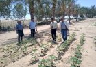 "الزراعة" تستعرض جهود "بحوث الصحراء" لتحقيق التنمية الزراعية في سيناء خلال عام