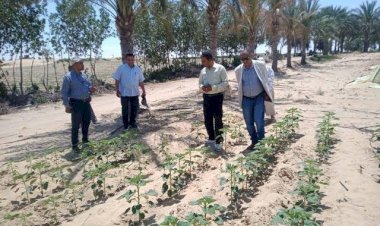 "الزراعة" تستعرض جهود "بحوث الصحراء" لتحقيق التنمية الزراعية في سيناء خلال عام