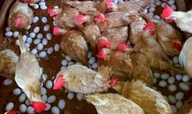 سعر الدواجن اليوم الثلاثاء 13 أكتوبر في الأسواق