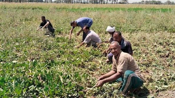 "الزراعة" تستعرض جهودها في دعم المزارعين وتحقيق الأمن الغذائي خلال الاسبوع الرابع من اكتوبر الجاري